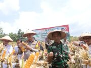 Kapolres Lamongan Bersama Forkopimda Panen Raya Jagung Serentak