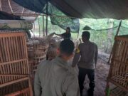 Polres Nganjuk Gerebek Arena Judi Sabung Ayam di Bagor