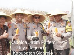 Kapolda Jatim Panen Raya Jagung di Prambon Sidoarjo