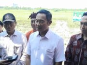 Bupati Lamongan Pastikan Harga Gabah Stabil Saat Panen Raya
