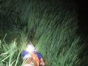 Petani Desa Rejomulyo Tewas Akibat Tersengat Aliran Listrik Jebakan Tikus