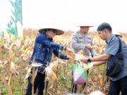 Bupati Tanbu Melaksanakan Panen Raya Jagung Serentak Nasional Kuartal II