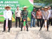 Genjot Swasembada Pangan, Polres Gresik Tanam Jagung Serentak di Randu Agung