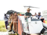 1.700 Hektar Sawah Di Kembangbahu Siap Panen MT III
