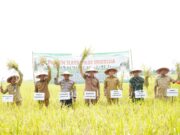 Kabupaten Lamongan Menempati Peringkat Pertama Produksi Padi Se Jawa Timur