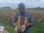 Pemdes Sempol Panen Jagung Program Ketahanan Pangan
