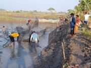Dampak Banjir & Pupuk, Petani Tambak Merugi Hingga 70 Persen, Keluhkan Biaya Musim Tanam Padi
