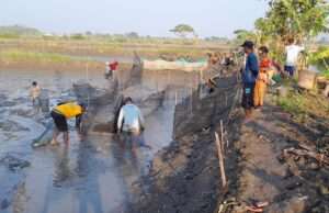 Dampak Banjir & Pupuk, Petani Tambak Merugi Hingga 70 Persen, Keluhkan Biaya Musim Tanam Padi