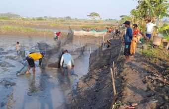 Dampak Banjir & Pupuk, Petani Tambak Merugi Hingga 70 Persen, Keluhkan Biaya Musim Tanam Padi