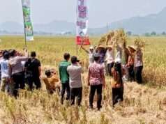 Hadiri Panen Raya, Plt. Bupati Ahmad Baharudin Pastikan Surplus Tulungagung Berkelanjutan