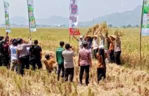 Hadiri Panen Raya, Plt. Bupati Ahmad Baharudin Pastikan Surplus Tulungagung Berkelanjutan