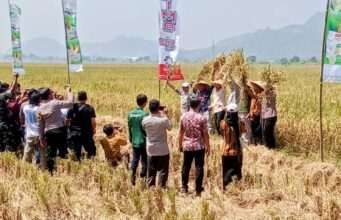 Hadiri Panen Raya, Plt. Bupati Ahmad Baharudin Pastikan Surplus Tulungagung Berkelanjutan