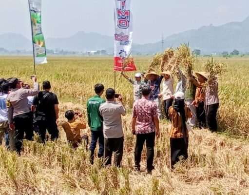 Hadiri Panen Raya, Plt. Bupati Ahmad Baharudin Pastikan Surplus Tulungagung Berkelanjutan