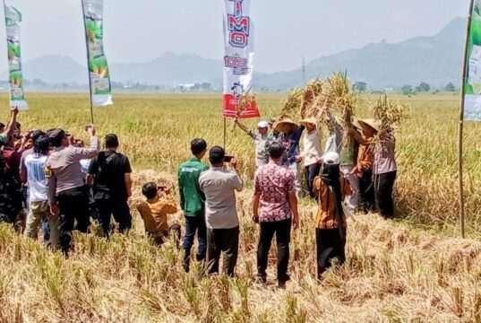 Hadiri Panen Raya, Plt. Bupati Ahmad Baharudin Pastikan Surplus Tulungagung Berkelanjutan