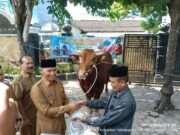 Bantuan Sapi Kurban Presiden Prabowo Diserahkan Langsung Plt Bupati Tulungagung Kepada Takmir Masjid Syariful Muttaqin