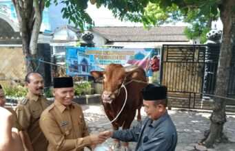 Bantuan Sapi Kurban Presiden Prabowo Diserahkan Langsung Plt Bupati Tulungagung Kepada Takmir Masjid Syariful Muttaqin