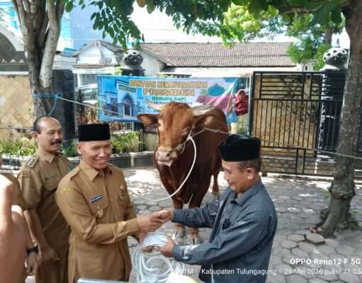 Bantuan Sapi Kurban Presiden Prabowo Diserahkan Langsung Plt Bupati Tulungagung Kepada Takmir Masjid Syariful Muttaqin