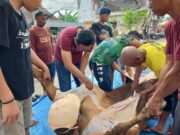 Ketua DPRD Lamongan Tak Hanya Berqurban, Namun Turut Membaur Dengan Panitia Qurban & Masyarakat