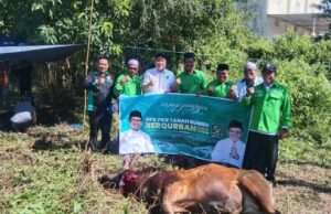Ketua PKB Tanah Bumbu Tebar Kepedulian Idul Adha 1447 H, 12 Ekor Sapi Qurban Dibagikan untuk Warga