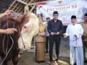 Mas Syah Serahkan Sapi Kurban Presiden Prabowo untuk Warga Trenggalek