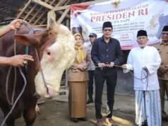 Mas Syah Serahkan Sapi Kurban Presiden Prabowo untuk Warga Trenggalek