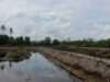 Pemkab Tanah Bumbu Tinggikan Tanggul, Petambak Kepiting Muara Pagatan Tak Lagi Cemas Air Pasang