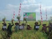Plt Bupati Tulungagung Hadiri Tradisi Labuh dan Panen Raya di Ngunggahan, Infrastruktur Pertanian Jadi Sorotan