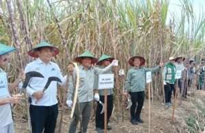 Hadiri Panen Perdana Tebu Program Bongkar Ratoon Tahun 2025 di Bolorejo, Ini Kata Plt. Bupati Tulungagung