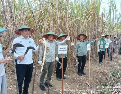 Hadiri Panen Perdana Tebu Program Bongkar Ratoon Tahun 2025 di Bolorejo, Ini Kata Plt. Bupati Tulungagung