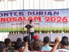 Bukan Sekadar Adu Rasa, Kontes Durian Wonosalam 2026 Berburu Varietas Unggulan Baru