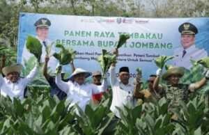 Tembakau Jombang Bernilai Rp487 Miliar, Dispertan Bidik Penguatan dari Lahan hingga Pasar