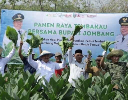 Tembakau Jombang Bernilai Rp487 Miliar, Dispertan Bidik Penguatan dari Lahan hingga Pasar